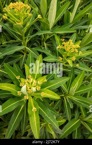 Makroaufnahme von Veronica Orientalis mit Mustern und Texturen im Frühjahr Stockfoto