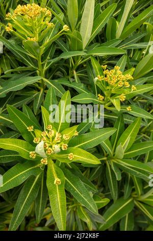 Makroaufnahme von Veronica Orientalis mit Mustern und Texturen im Frühjahr Stockfoto