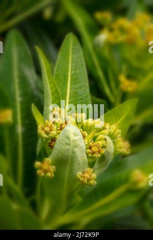 Makroaufnahme von Veronica Orientalis mit Mustern und Texturen im Frühjahr Stockfoto