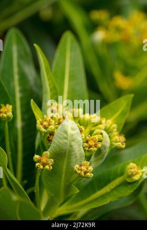 Makroaufnahme von Veronica Orientalis mit Mustern und Texturen im Frühjahr Stockfoto