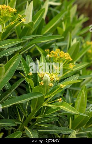 Makroaufnahme von Veronica Orientalis mit Mustern und Texturen im Frühjahr Stockfoto