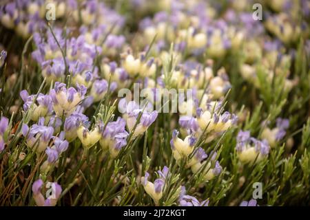 Fruchtbare Erinacea anthyllis, Igelbesen, natürliches Nahaufnahmen-Blumenportrait Stockfoto