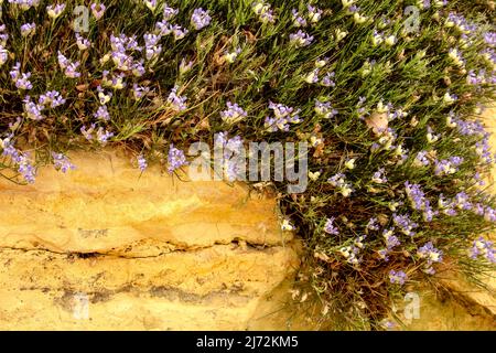 Fruchtbare Erinacea anthyllis, Igelbesen, natürliches Nahaufnahmen-Blumenportrait Stockfoto