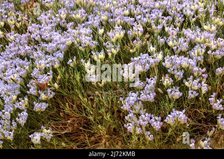 Fruchtbare Erinacea anthyllis, Igelbesen, natürliches Nahaufnahmen-Blumenportrait Stockfoto