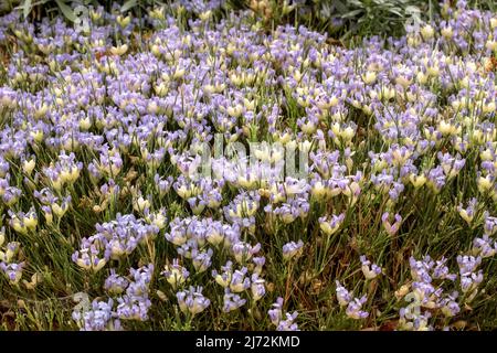 Fruchtbare Erinacea anthyllis, Igelbesen, natürliches Nahaufnahmen-Blumenportrait Stockfoto