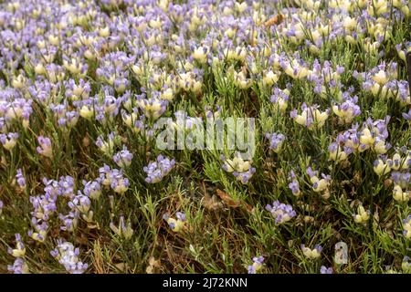 Fruchtbare Erinacea anthyllis, Igelbesen, natürliches Nahaufnahmen-Blumenportrait Stockfoto