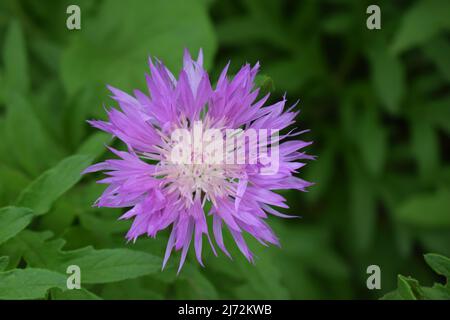 Centaurea dealbata (die persische oder weißwaschige Kornblume). Nahaufnahme wunderschöne lila Blume im Frühlingsgarten auf verschwommenem grünem Hintergrund. Selektiver Fokus Stockfoto