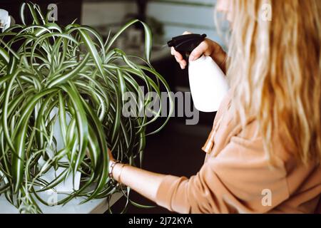 Unkenntlich blonde Frau streut, Bewässerung Hauspflanze chlorophytum von Spritzpistole. Kümmern Sie sich um Zimmerpflanzen, Rückansicht Stockfoto