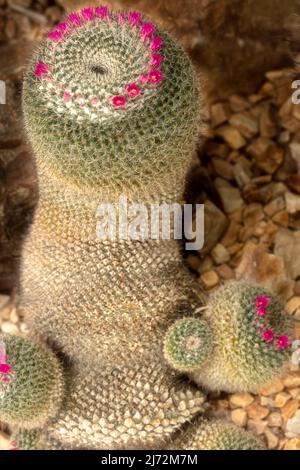 Aufrechte Mammillaria Hahniana, alte Dame von Mexiko, alte Dame Nadelkissen, alte Frau Kaktus, alte Dame Kaktus mit kleinen Blumen Stockfoto