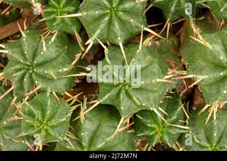 Makroportrait von der Ephorbia pulvinata, Nadelkissen-euphorbia, mit Muster, Struktur und Textur Stockfoto