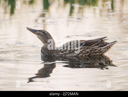 Eine weibliche Mallard-Ente (Anas platyrhynchos) im hellgoldenen Abendlicht mit einer Welligkeit und einem Spiegelbild Suffolk, Großbritannien. Stockfoto