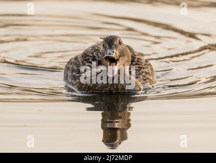 Going Quackers, eine lachende Ente, weibliche Stockente, die mit einem offenen Schnabel in Richtung Kamera schwimmt, lächelnd. Suffolk, Großbritannien Stockfoto