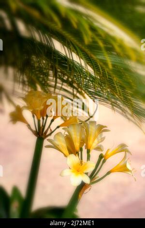 Nahaufnahme eines natürlichen Blumenportraits von zarten Clivia „Bodnant Yellow“, Clivias; Natal Lily, Clivia miniata „Bodnant Yellow“ Stockfoto