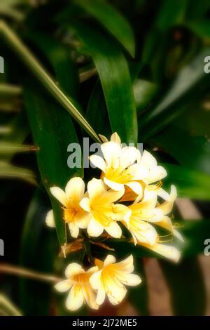 Nahaufnahme eines natürlichen Blumenportraits von zarten Clivia „Bodnant Yellow“, Clivias; Natal Lily, Clivia miniata „Bodnant Yellow“ Stockfoto