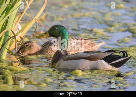 Ein Paar Mallard-Enten, die den klaren Unterschied zwischen dem Gefieder des Männchens und des Weibchens zeigen. Suffolk, Großbritannien Stockfoto