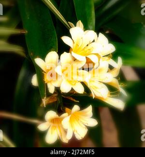 Nahaufnahme eines natürlichen Blumenportraits von zarten Clivia „Bodnant Yellow“, Clivias; Natal Lily, Clivia miniata „Bodnant Yellow“ Stockfoto