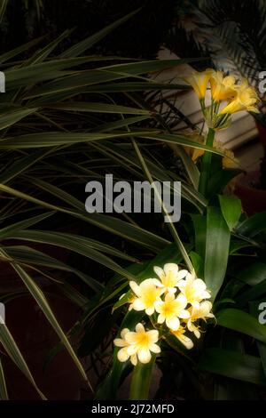 Nahaufnahme eines natürlichen Blumenportraits von zarten Clivia „Bodnant Yellow“, Clivias; Natal Lily, Clivia miniata „Bodnant Yellow“ Stockfoto