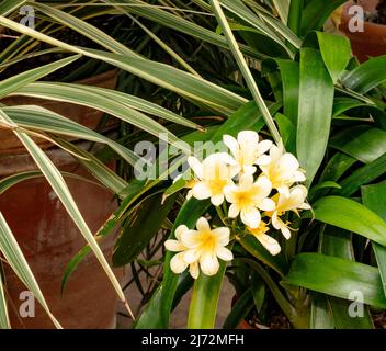 Nahaufnahme eines natürlichen Blumenportraits von zarten Clivia „Bodnant Yellow“, Clivias; Natal Lily, Clivia miniata „Bodnant Yellow“ Stockfoto