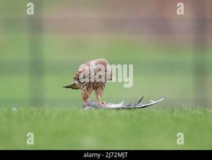 Eine Nahaufnahme einer Kestrel-Frau, die auf dem Boden auf ihr Essen herabblickt. Hintergrund löschen. Suffolk, Großbritannien Stockfoto