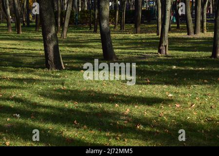 Fallende Blätter auf dem malerischen Herbstpark. Landschaft Waldpark in einem goldenen Herbst. Pfad durch den Herbstwald. Herbstbäume und Blätter Stockfoto