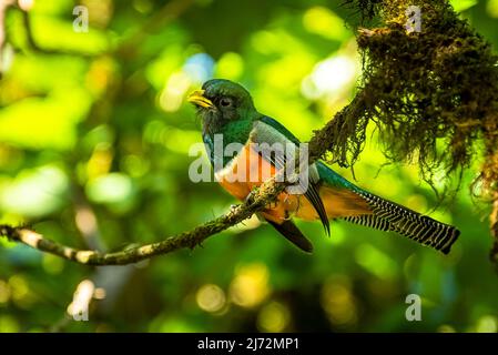 Seltener orangenbauchiger Trogon, der im Regenwald von Panama thront Stockfoto