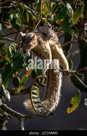 Bunte Eichhörnchen, Sciurus variegatoides, die sich im Regenwald von Panama an einem Baum ernähren Stockfoto