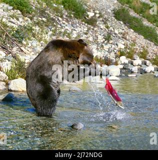 Wild Silvertip Grizzly Bear Lachs Angeln in Alaska Stockfoto