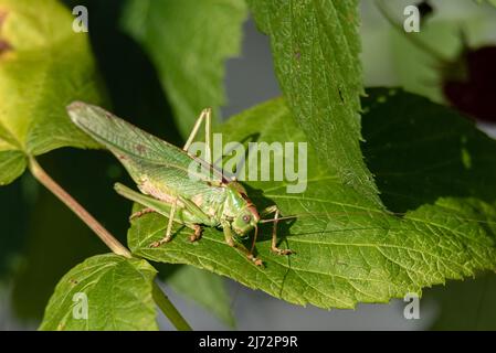 Grasshopper auf Himbeerblättern. Tettigonia, eine große grüne Heuschrecke im Garten. Stockfoto