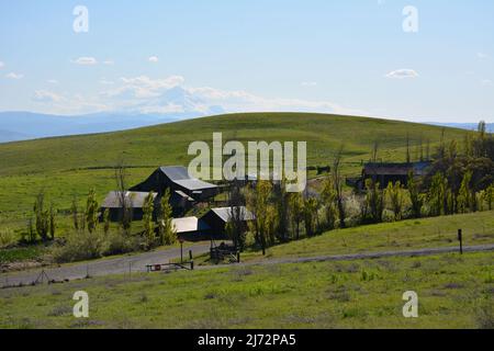 Dalles Mountain Ranch im Columbia Hills Historical State Park, mit Mt Hood im Hintergrund, Columbia Gorge, Washington State, USA. Stockfoto