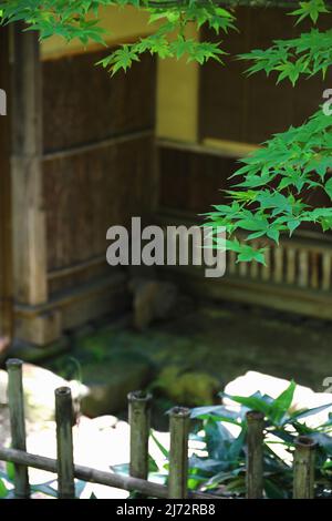 Frische grüne Ahornblätter im Hinterhof eines alten japanischen Hauses Stockfoto