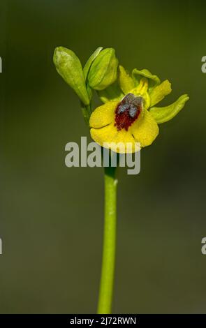 Ophry lutea - orquidea monopodial y terrestre de la subtribu Orchidinae, familia Orchidaceae. Stockfoto