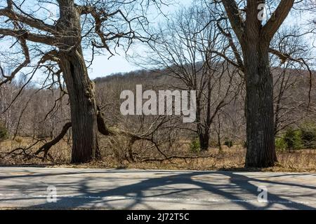 Baumschatten auf der Straße gegenüber der Lawr Farm im Port Oneida Rural Historic District, Sleeping Bear Dunes National Lakeshore, Michigan, USA Stockfoto