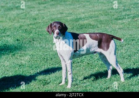 Deutscher kurzhaariger Zeiger, der im Gras steht Stockfoto
