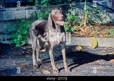 Deutscher kurzhaariger Zeiger, der auf dem Bürgersteig in der Nähe des Hauses steht Stockfoto