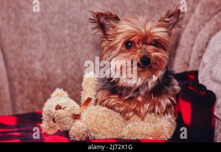 Yorkie mit ausgestopftem Tier Stockfoto