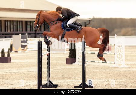 Pferdesport - der Mensch reitet auf einem Pferd. Jockey auf braunem Pferd überwindet ein Hindernis. Springprüfung. Champion. Reiten. Sportposter Stockfoto