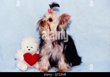 Yorkie mit ausgestopftem Tier Stockfoto