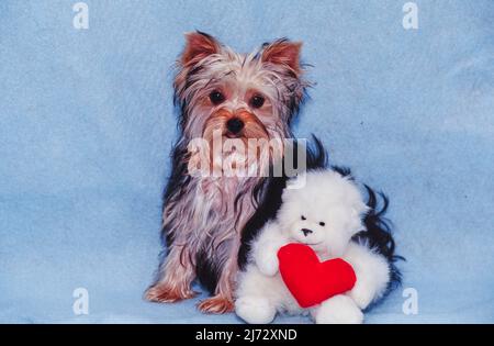 Yorkie mit ausgestopftem Tier Stockfoto