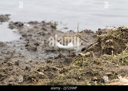 Sandpiper common (Actitis hypoleucos) kleiner Watvögel warm braun oben weiße Unterteile langer Schwanz horizontale Haltung bobs auf und ab See Stockfoto