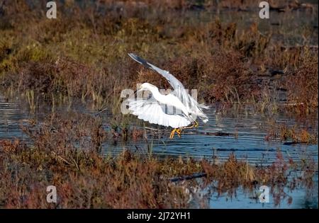 Schneegreiher landen an einem sonnigen Tag in den Feuchtgebieten von Newport Beach, Kalifornien Stockfoto