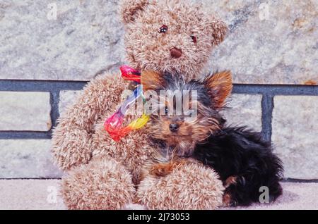 Yorkie Welpe mit ausgestopftem Tier Stockfoto