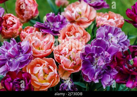 Kupferbild und Blue Diamond späte, doppelte Pfingstrosen-Tulpen mit mehrschichtigen Blütenblättern, die im Frühjahr in einem Garten in Surrey, Südostengland, blühen Stockfoto