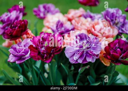 Antraciet (lila, Cerise), Copper Image (Koralle) und Blue Diamond (Flieder) in einem Garten in Surrey wachsen späte, doppelte Pfingstrosen-Tulpen mit mehrschichtigen Blütenblättern Stockfoto