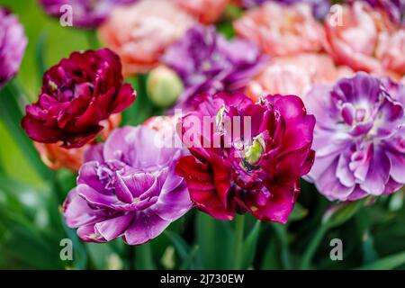 Antraciet (lila, Cerise), Copper Image (Koralle) und Blue Diamond (Flieder) in einem Garten in Surrey wachsen späte, doppelte Pfingstrosen-Tulpen mit mehrschichtigen Blütenblättern Stockfoto