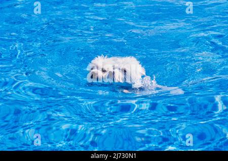 West Highland White Terrier schwimmen im Pool Stockfoto