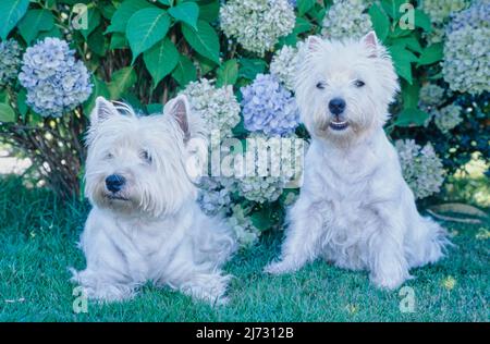 West Highland White Terrier sitzen vor Hortensien Stockfoto