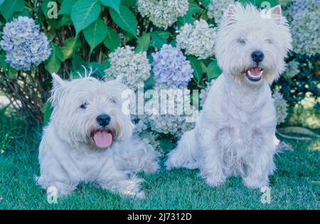 West Highland White Terrier sitzen vor Hortensien Stockfoto