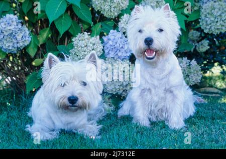 West Highland White Terrier sitzen vor Hortensien Stockfoto