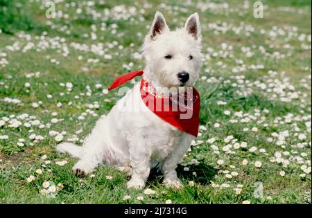 West Highland White Terrier trägt rote Bandana im Gras und weiße Blumen Stockfoto