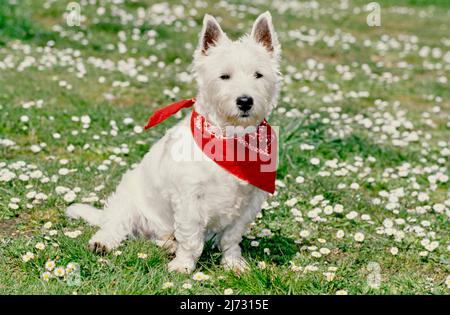 West Highland White Terrier trägt rote Bandana im Gras und weiße Blumen Stockfoto